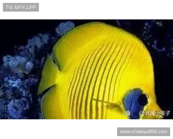 乐鱼体会帮助我们理解海洋生物的生活习性与生态价值